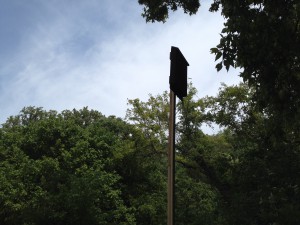 High level cirrus clouds with bat box in the foreground