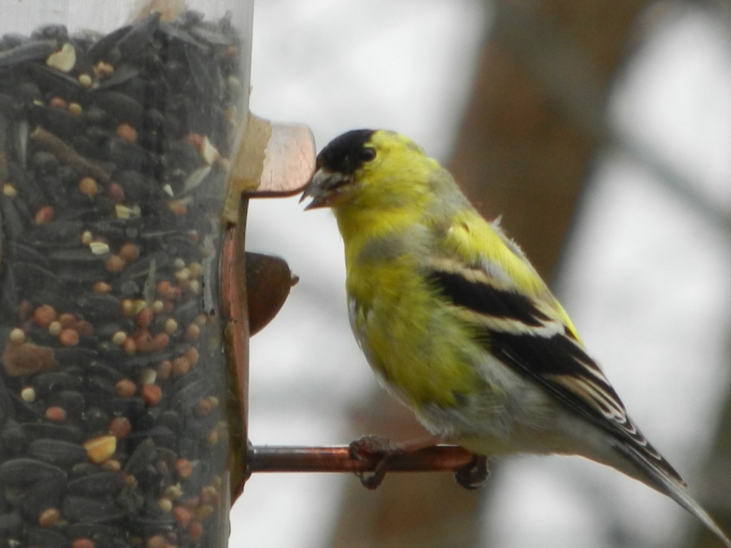 Goldfinch with new feathers