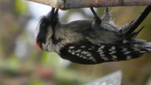 Downy woodpecker (male)