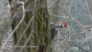 Pileated Woodpecker seen in backyard 01-17-16